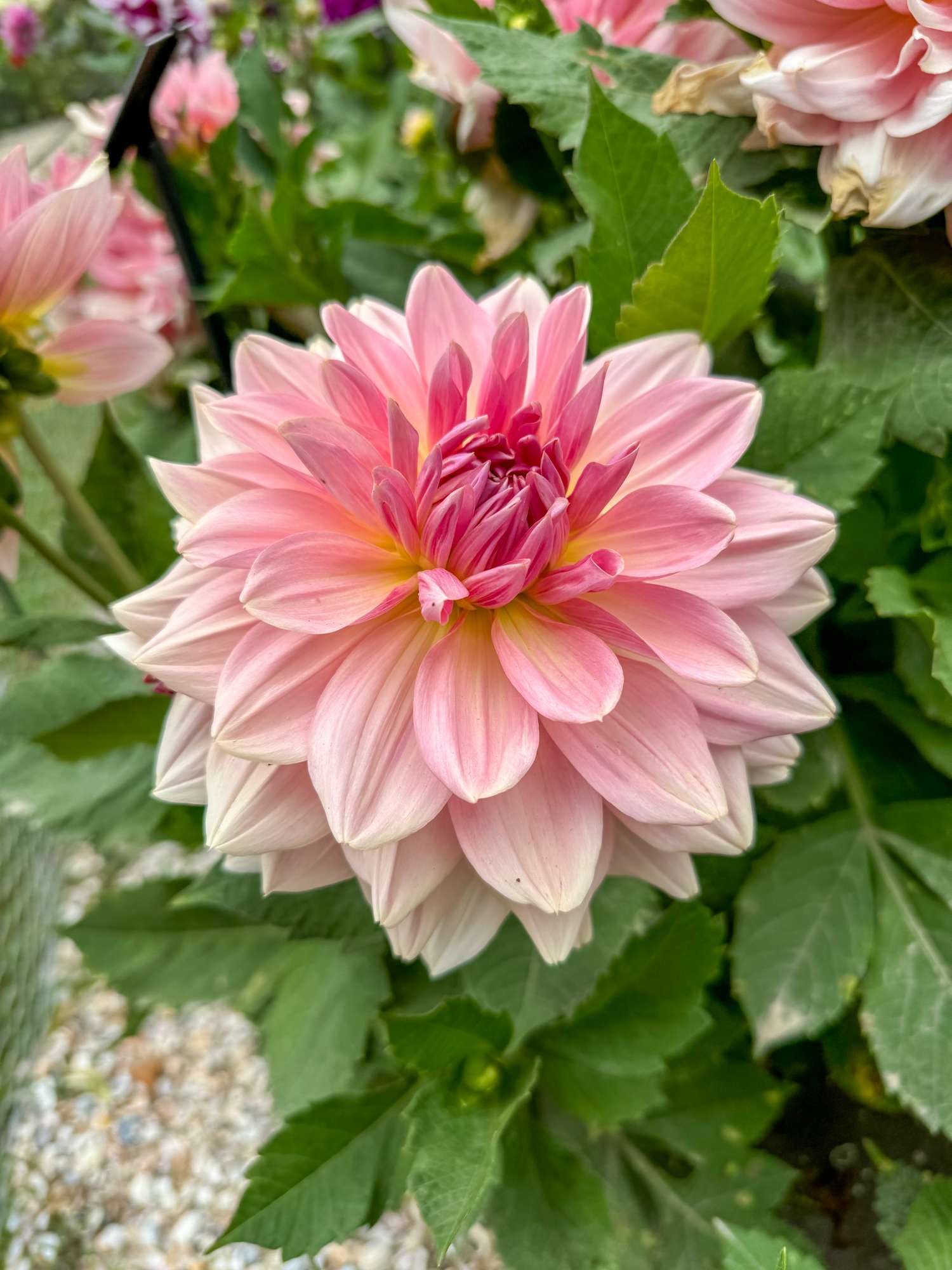 Daalia 'Fairway Pilot'